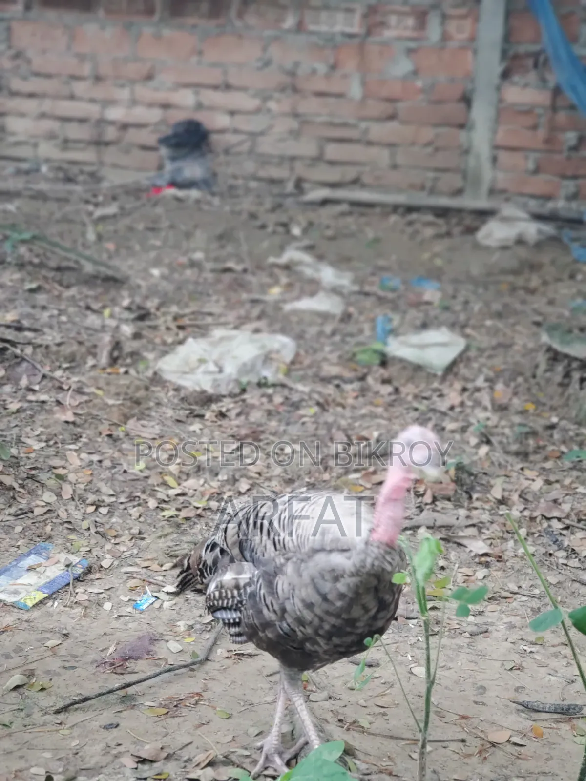 এক জোরা টার্কি মুরগি বিক্রি করা হবে।
