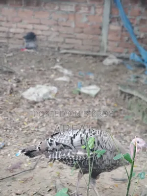 এক জোরা টার্কি মুরগি বিক্রি করা হবে।