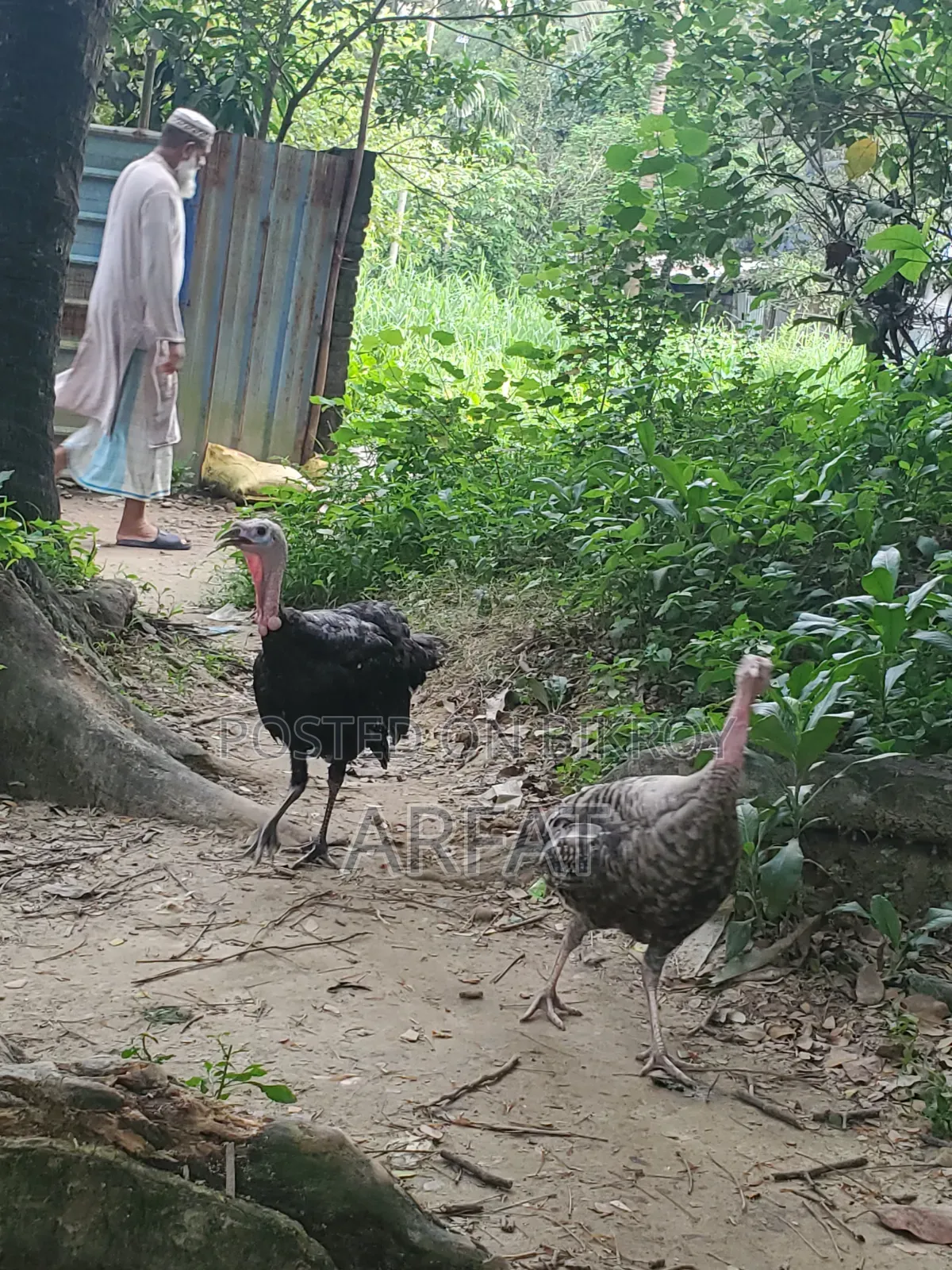 এক জোরা টার্কি মুরগি বিক্রি করা হবে।