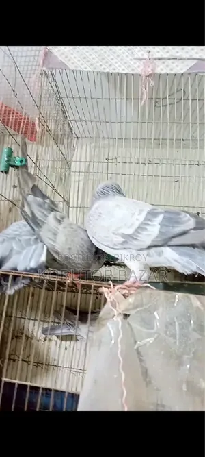 Giribaj Kobutor