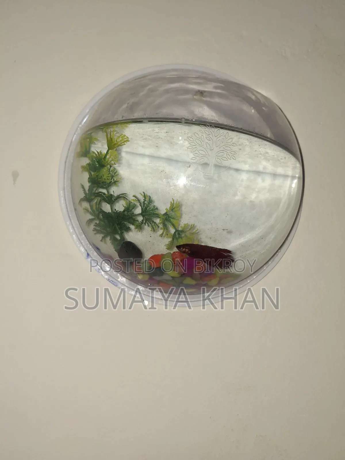 Fighter Fish