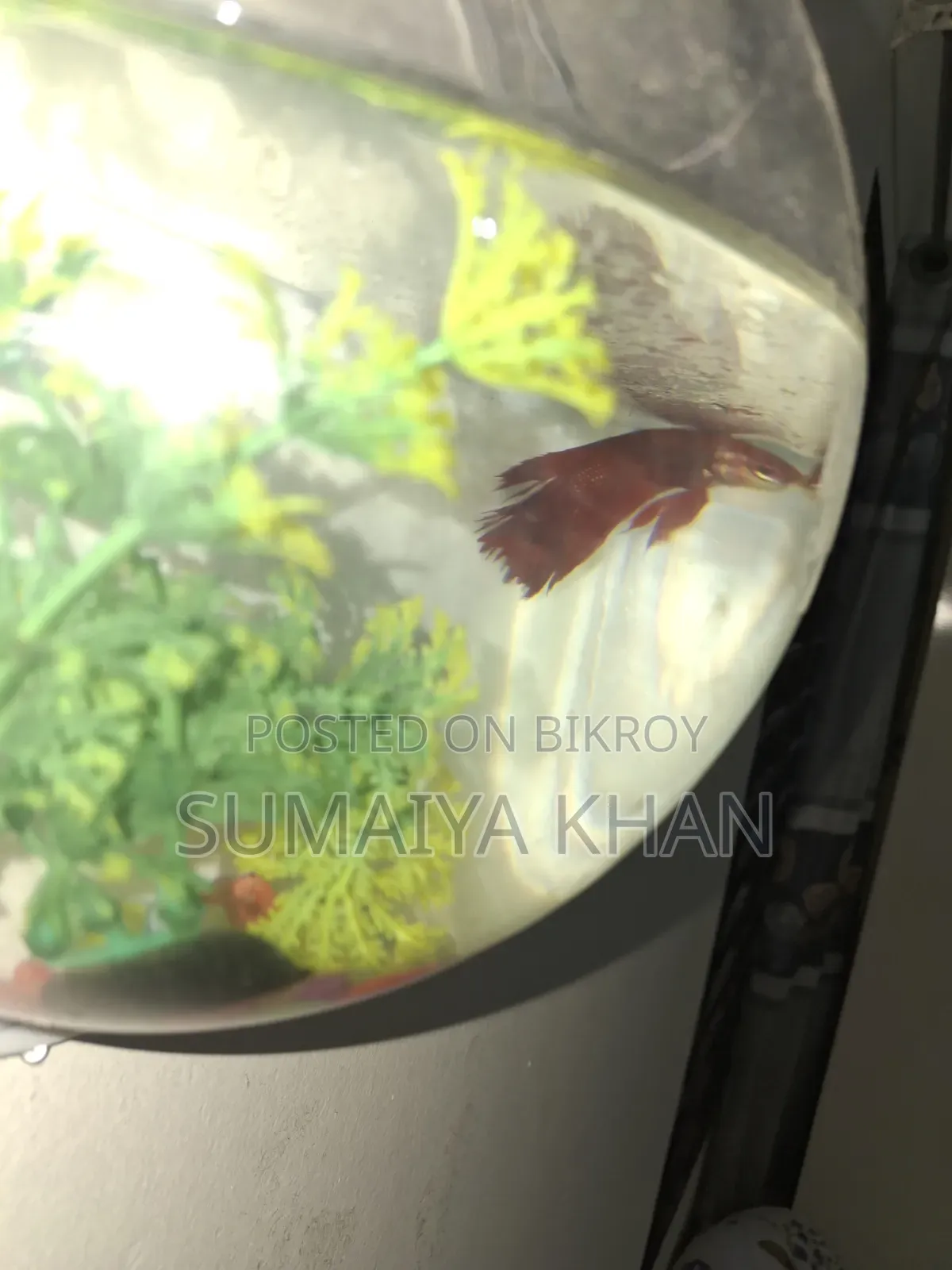 Fighter Fish