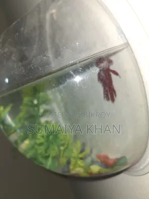 Fighter Fish