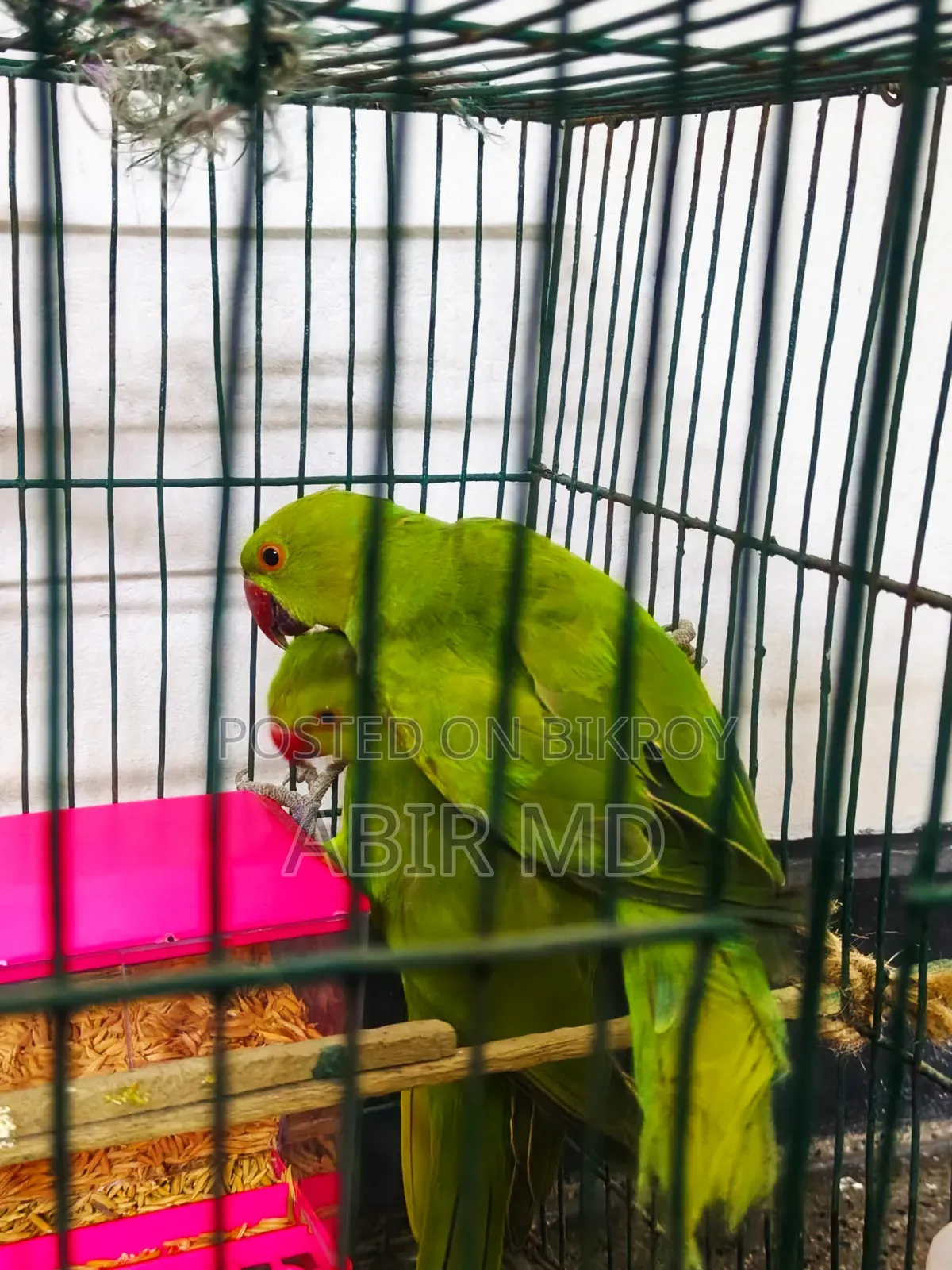 রিংনেট টিয়া পাখি