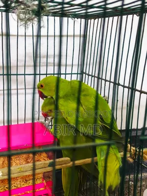 রিংনেট টিয়া পাখি