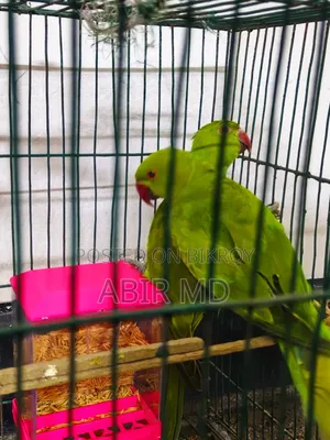 রিংনেট টিয়া পাখি