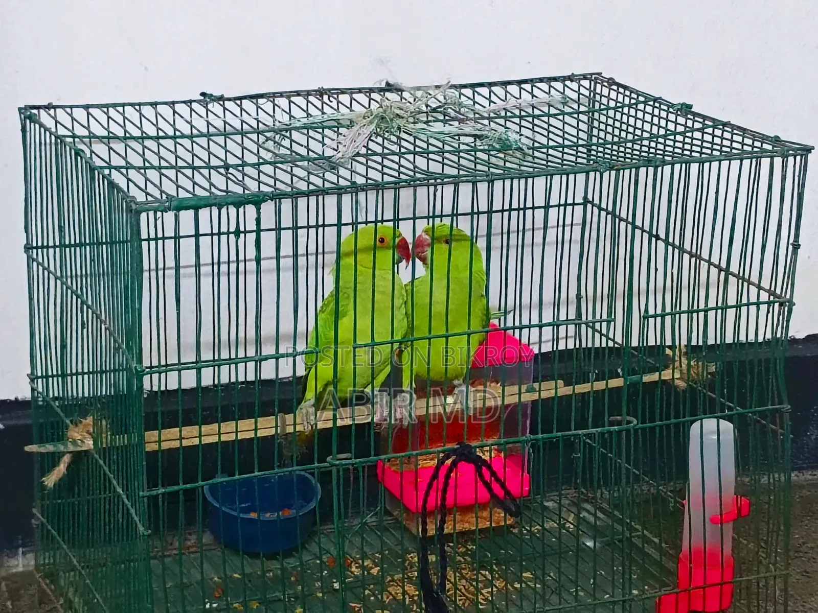 রিংনেট টিয়া পাখি