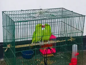 রিংনেট টিয়া পাখি