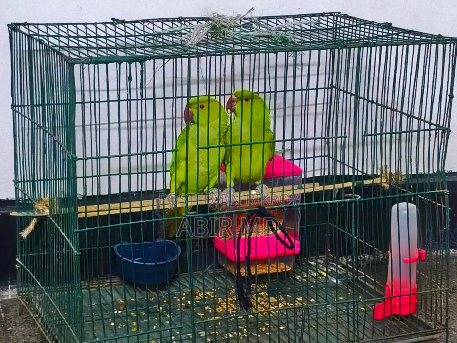 রিংনেট টিয়া পাখি