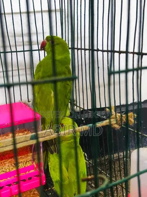 রিংনেট টিয়া পাখি