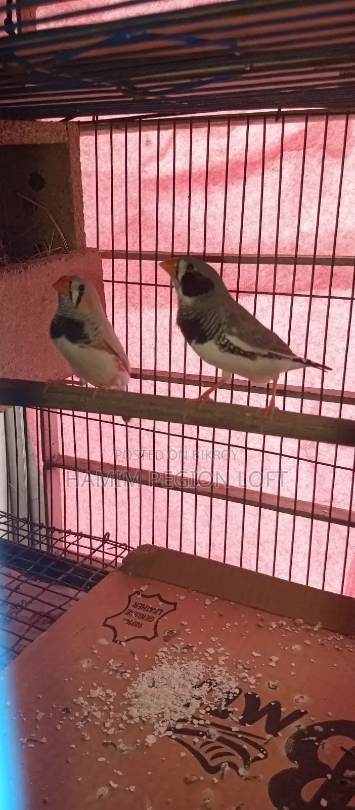 Zebra Finch