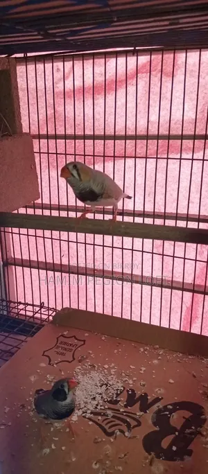 Zebra Finch