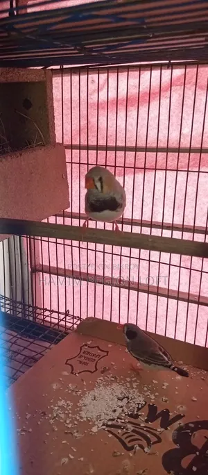 Zebra Finch