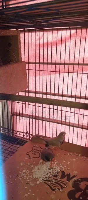 Zebra Finch