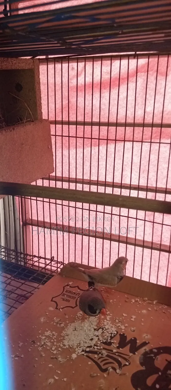 Zebra Finch