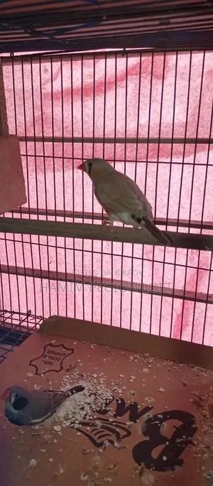 Zebra Finch