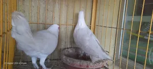 বাগদাদী হোমা