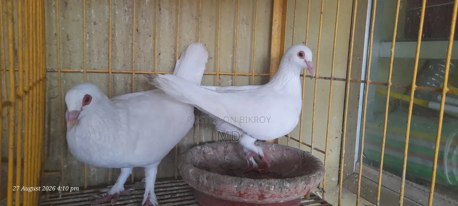 বাগদাদী হোমা