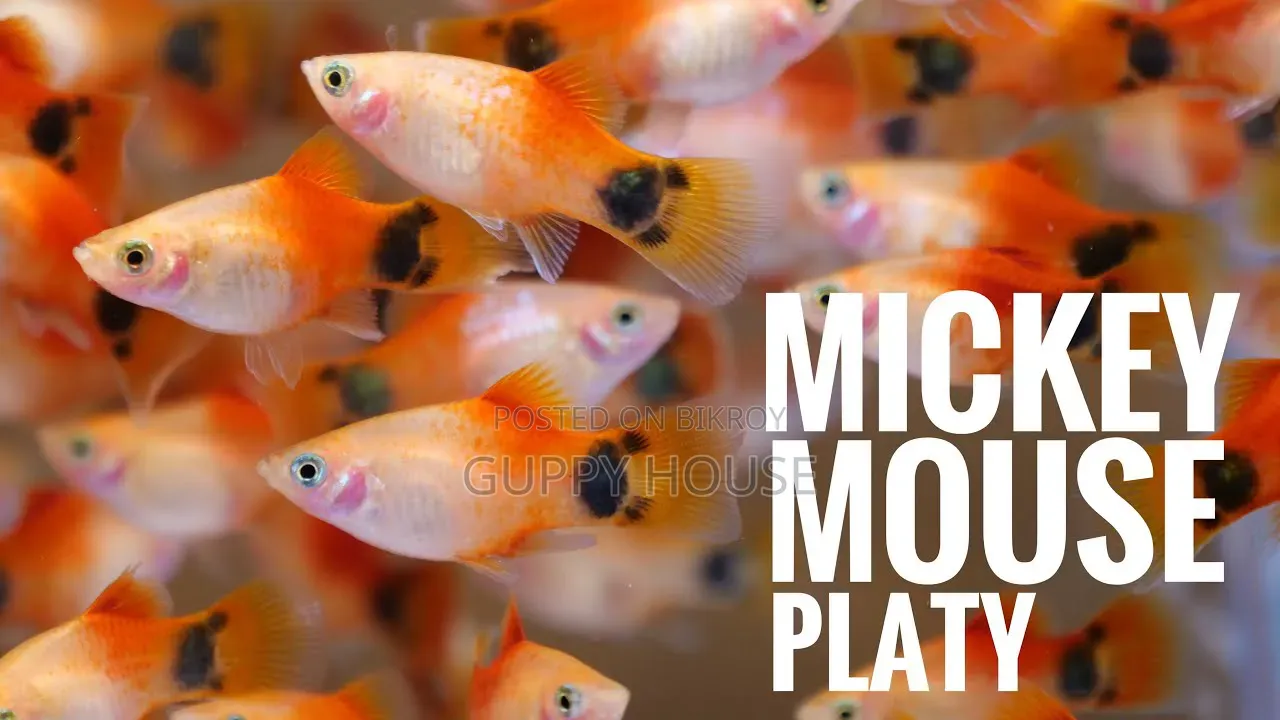 Micky Mouse Platy Fish for Aquarium