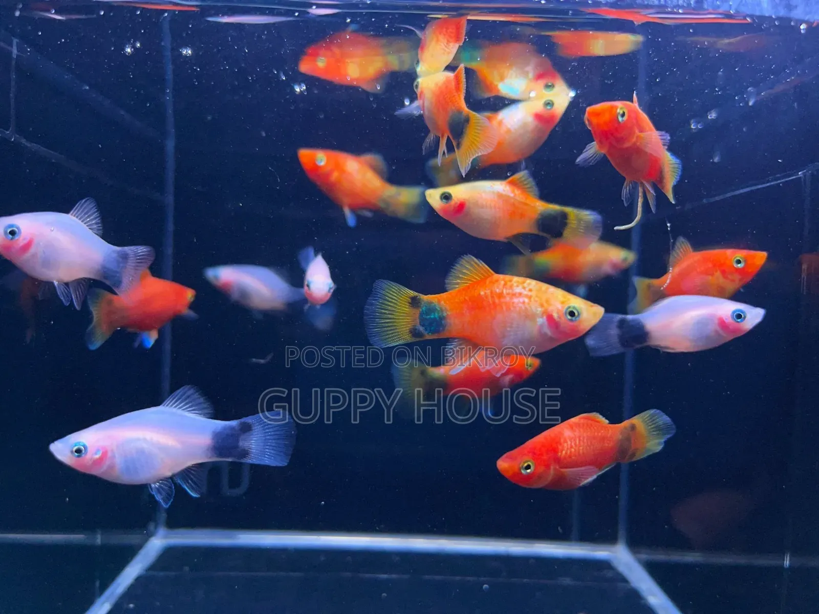 Micky Mouse Platy Fish for Aquarium