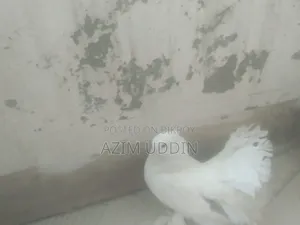 লক্কা কবুতর