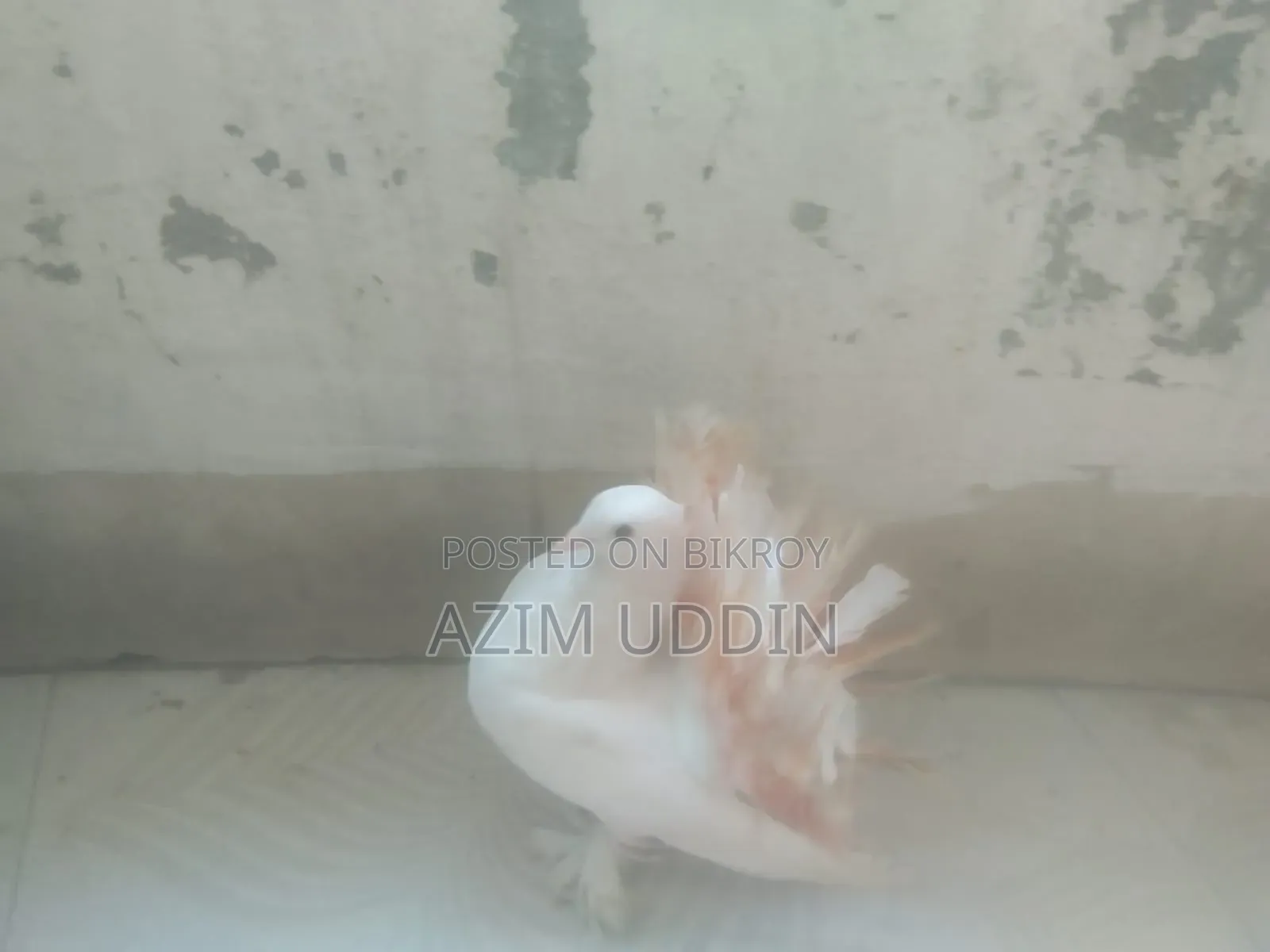 লক্কা কবুতর