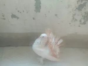 লক্কা কবুতর