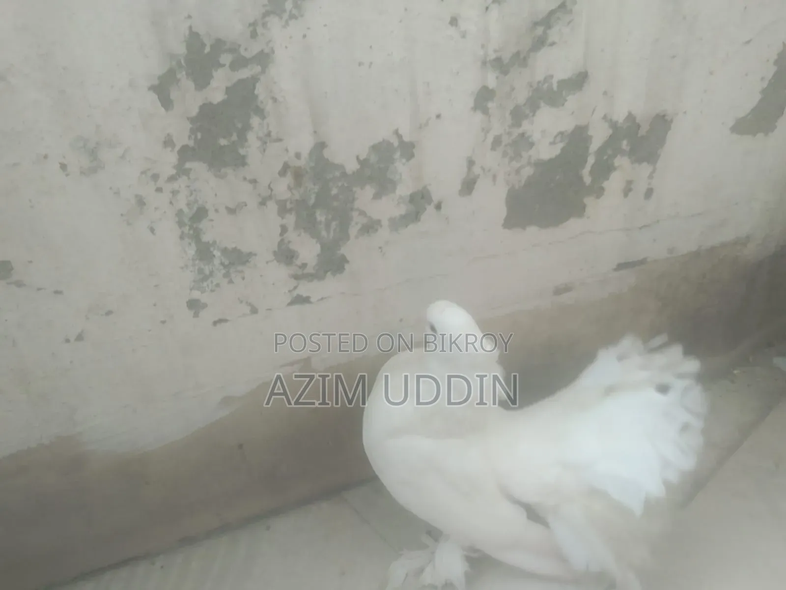 লক্কা কবুতর