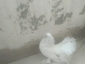 লক্কা কবুতর