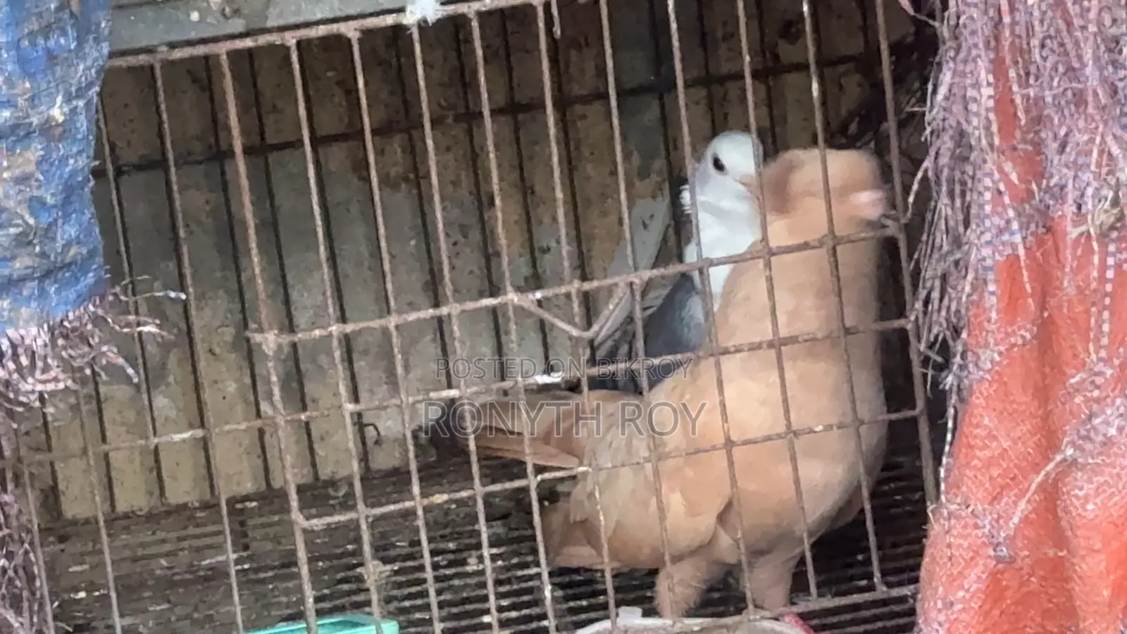 রানিং কবুতর. Kobutor. Pigeon