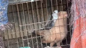 রানিং কবুতর. Kobutor. Pigeon