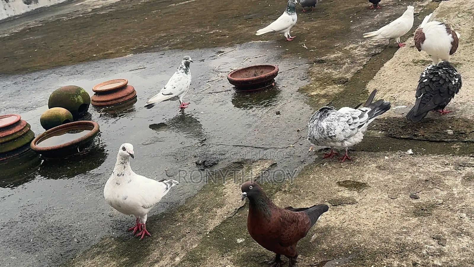 রানিং কবুতর. Kobutor. Pigeon