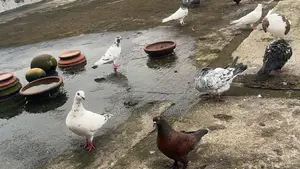 রানিং কবুতর. Kobutor. Pigeon