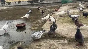 রানিং কবুতর. Kobutor. Pigeon