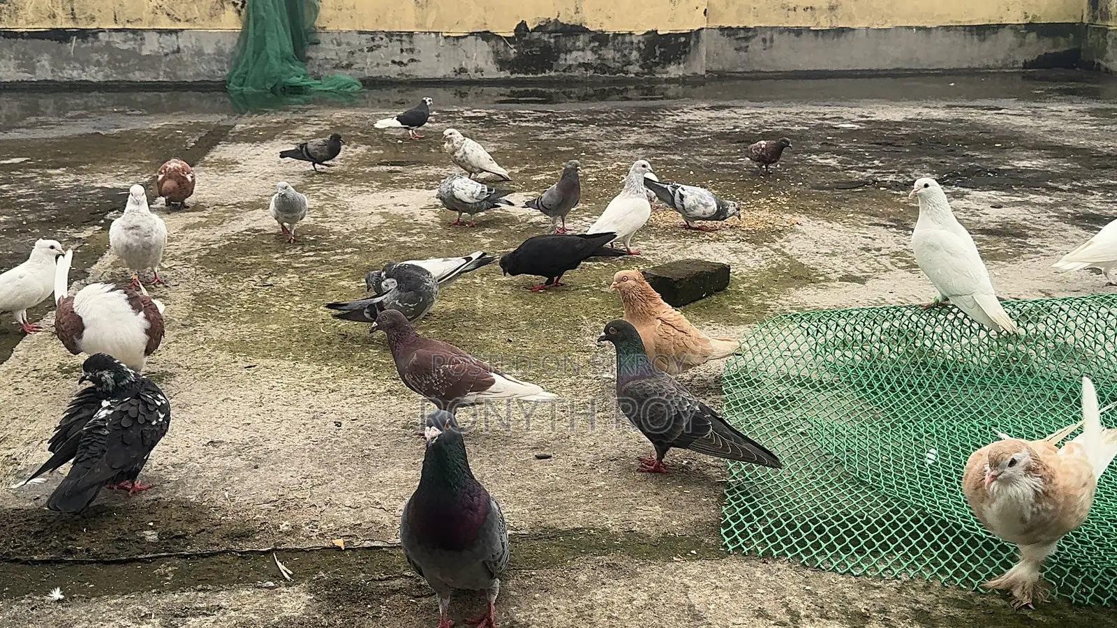 রানিং কবুতর. Kobutor. Pigeon