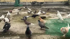 রানিং কবুতর. Kobutor. Pigeon