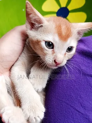 ১-৩ মাসের নর খাঁটি জাতের বেঙ্গল বিড়াল
