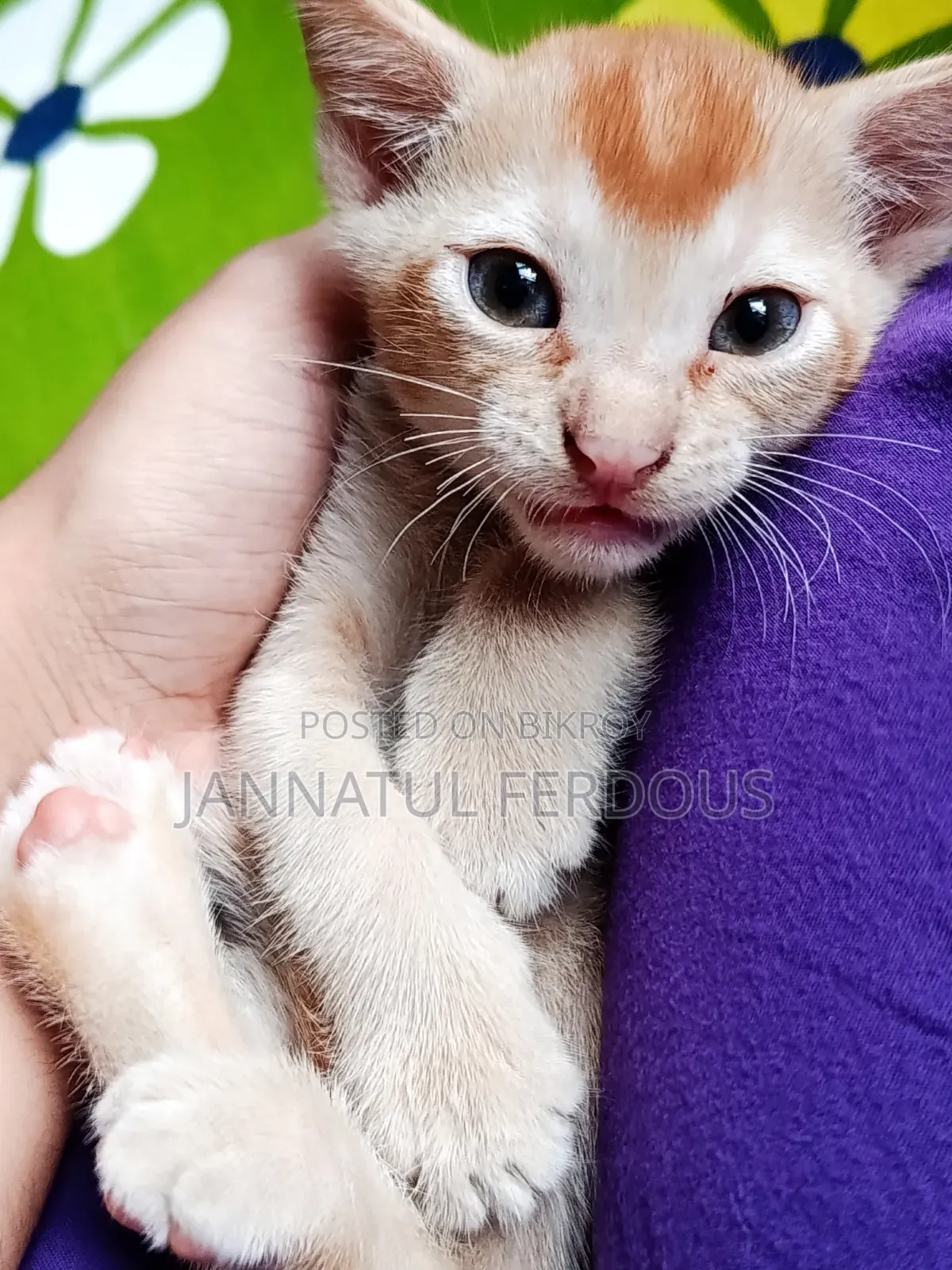 1-3 Months Male Purebred Bengal Cat