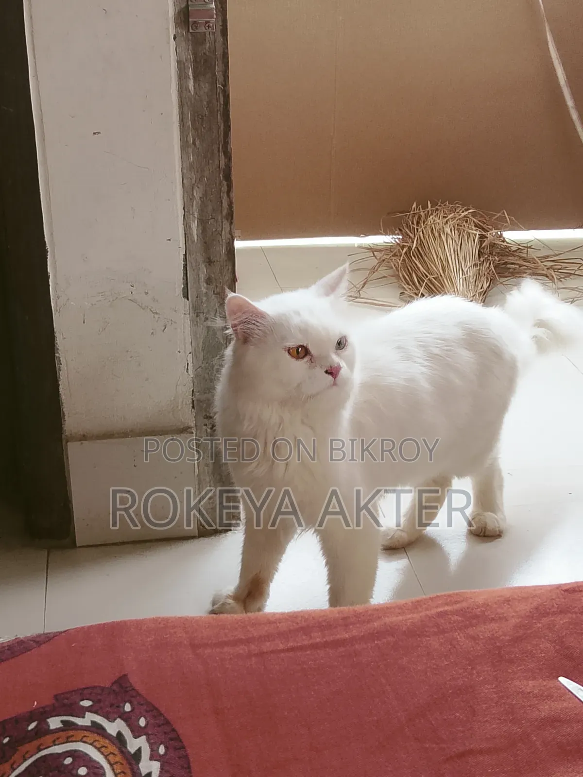 1+ year Male Purebred Persian
