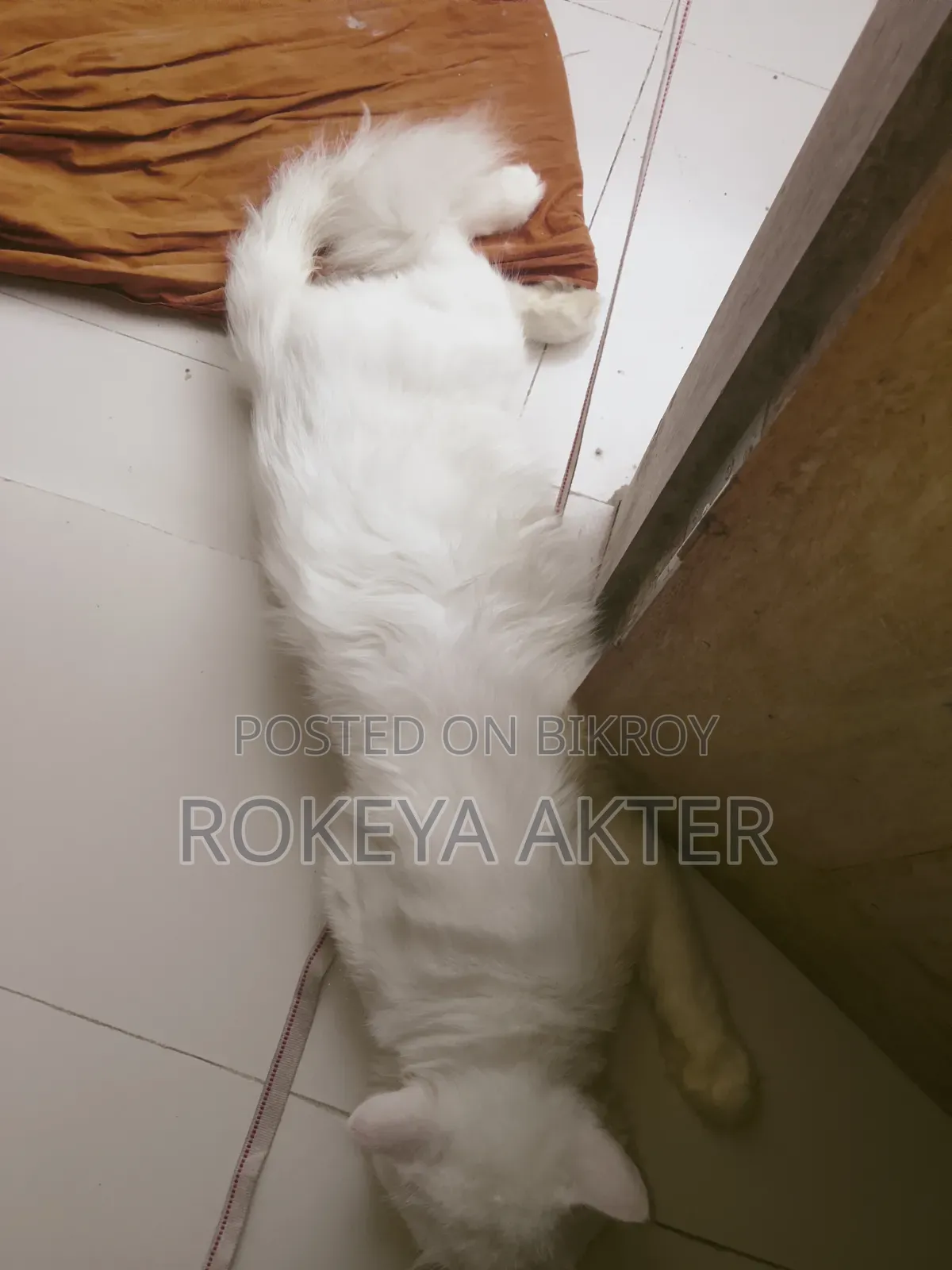 1+ year Male Purebred Persian