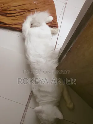 1+ year Male Purebred Persian