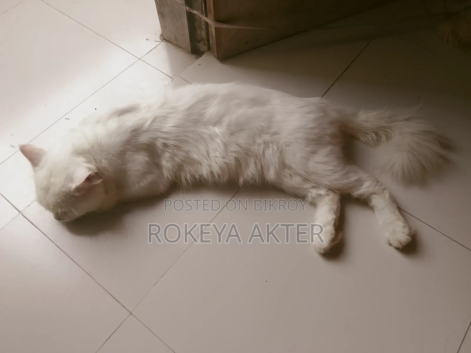 1+ year Male Purebred Persian