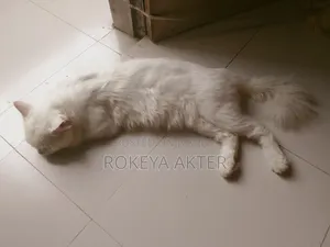 1+ year Male Purebred Persian