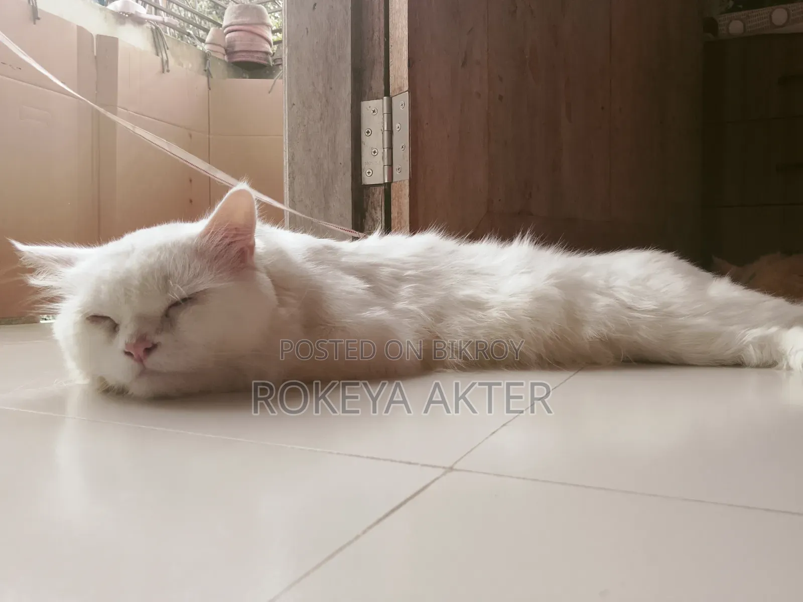 1+ year Male Purebred Persian