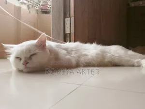 1+ year Male Purebred Persian