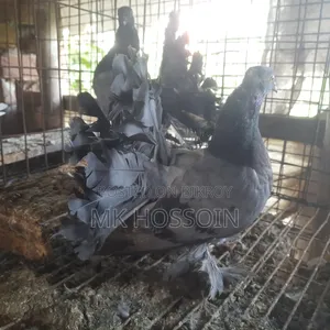 বুলু লাখা বেবি