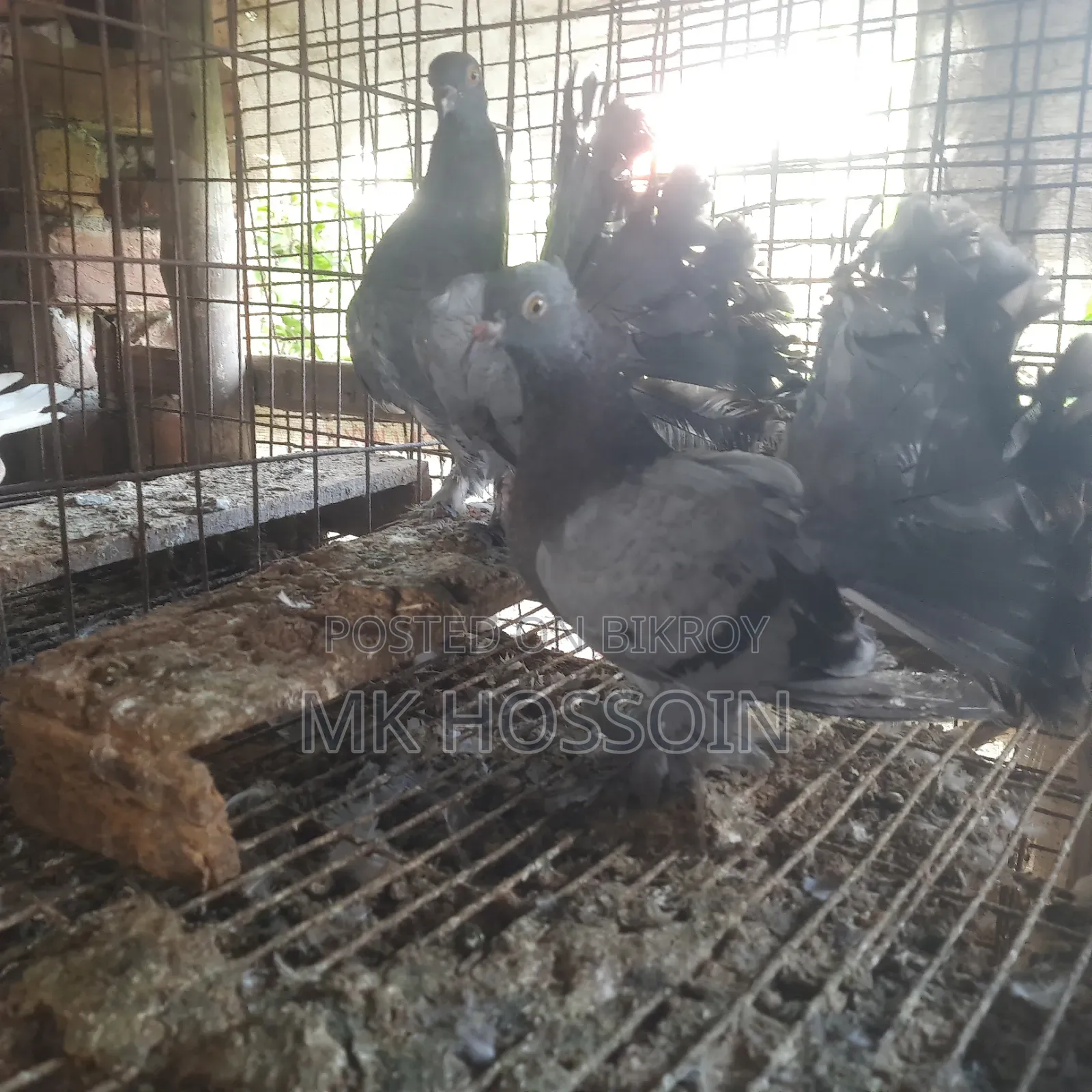 বুলু লাখা বেবি