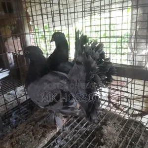বুলু লাখা বেবি