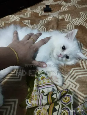 1-3 Months Male Purebred Persian