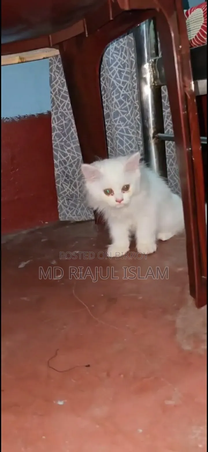 1-3 Months Male Purebred Persian